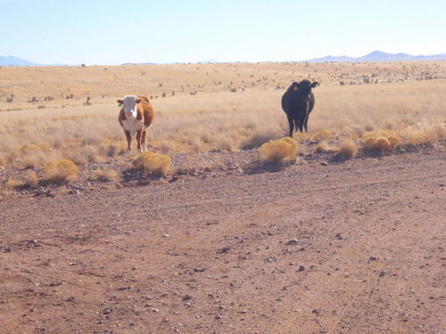 These gals were just curious and watched us.